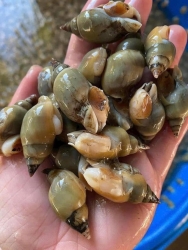 FRESH COCKLES, LARD COCKLES, CÀ NA COCKLES tại California