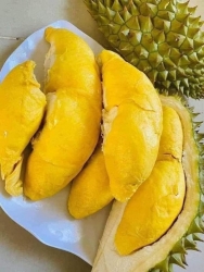 Durian: RI 6 Brand Baby Elephant Box 4-5 Fruits, Monthong Durian Box 12 kg 3-4 fruits tại California