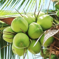 Dwarf Coconut Tree For Sale - Florida tại California