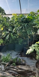 NHAN HAWAII - Big, Strong and Healthy Plant with Fruit Sizes 3-4ft at Year-End tại California