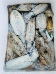 Delicious Fresh Squid, Need it, Text me tại California