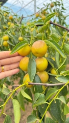 My garden has some cold-resistant apple trees tại California