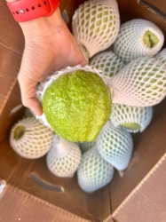 WHITE PEAR FROM NEW ORCHARD, CRISP AND SWEET, 10lbs Box, FREE SHIPPING ACROSS STATES tại California